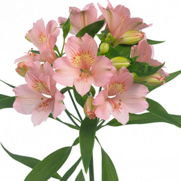 Peruvian Lily, Lily of the Incas (Alstroemeria species)