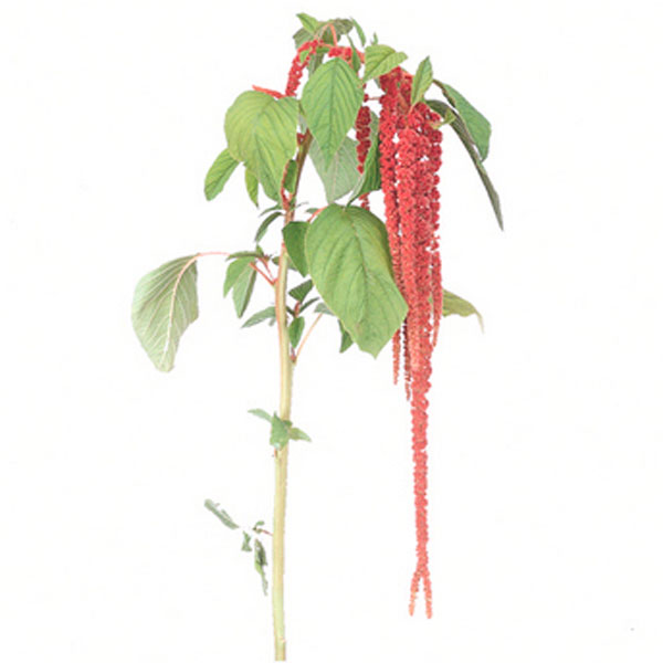 Amaranthus, Love Lies Bleeding (Amaranthus caudatus)