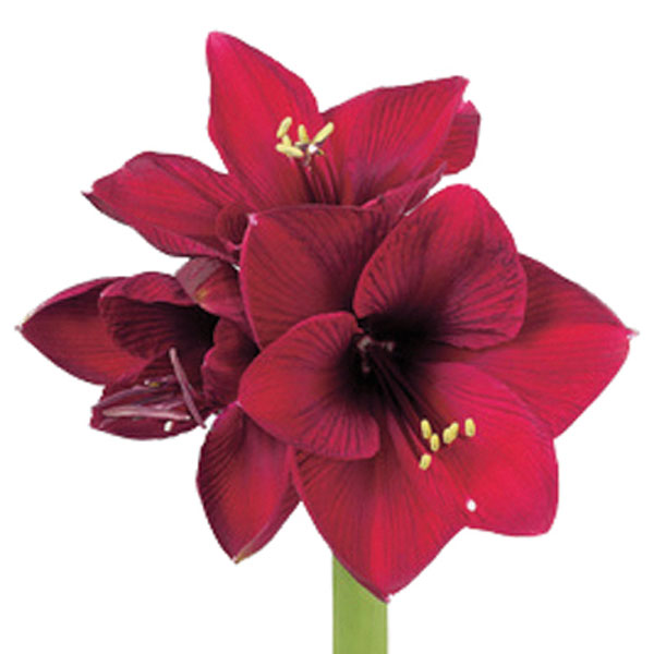 Amaryllis (Hippeastrum hybrid)