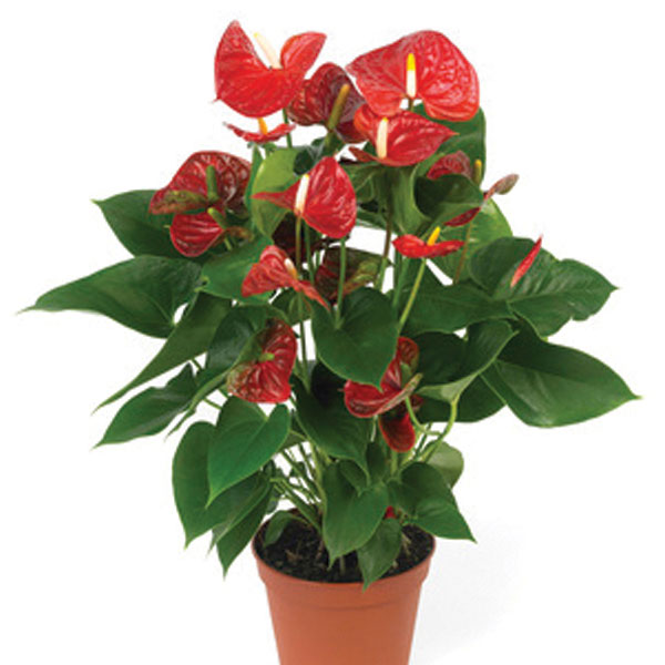 Anthurium Indoors (Anthurium species)