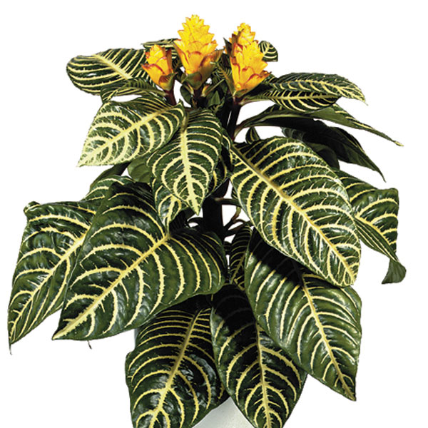 Zebra Plant (Aphelandra squarrosa)