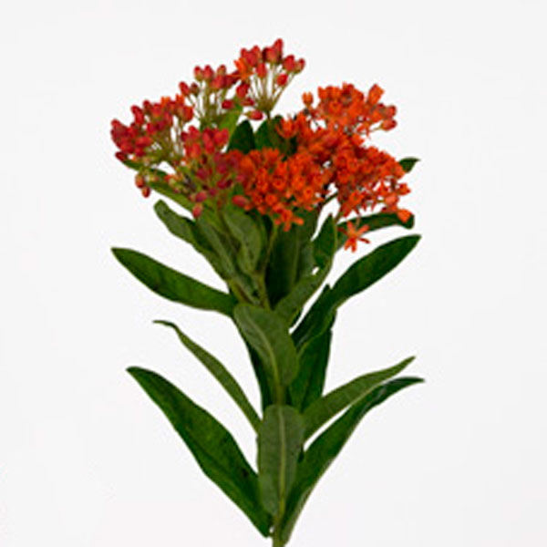 Butterfly Flower, Milkweed (Asclepias species)