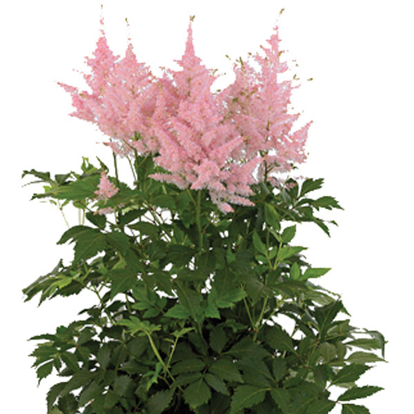 Astilbe, False Spirea Indoors (Astilbe species)