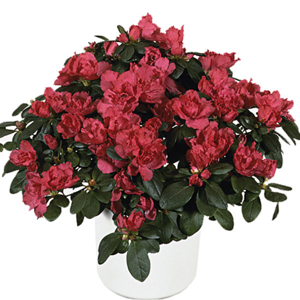 Florist Azalea (Azalea )