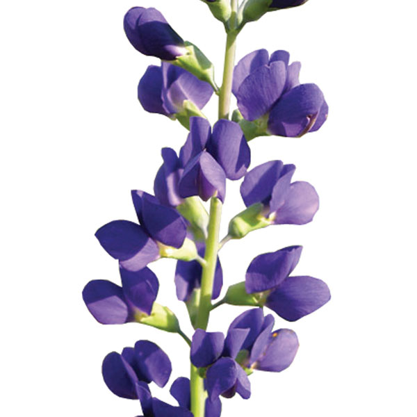 Baptisia, False Indigo (Baptisia australis)