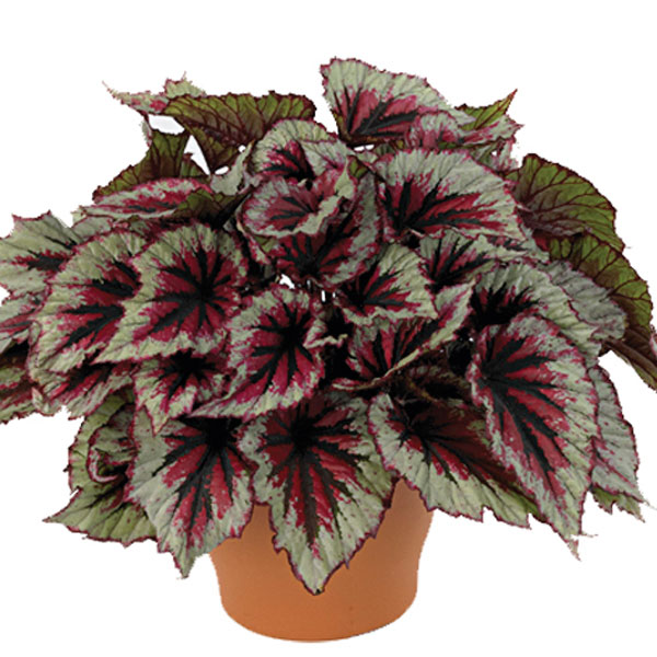 Rex Begonia (Begonia rex)