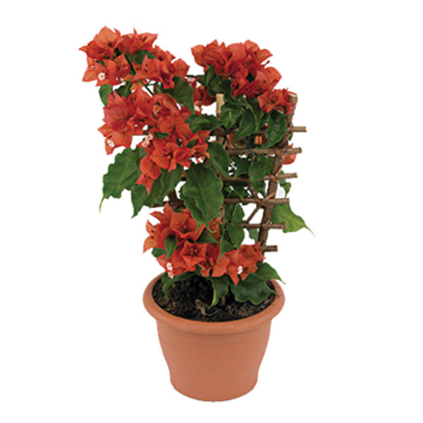 Bougainvillea Indoors (Bougainvillea species)