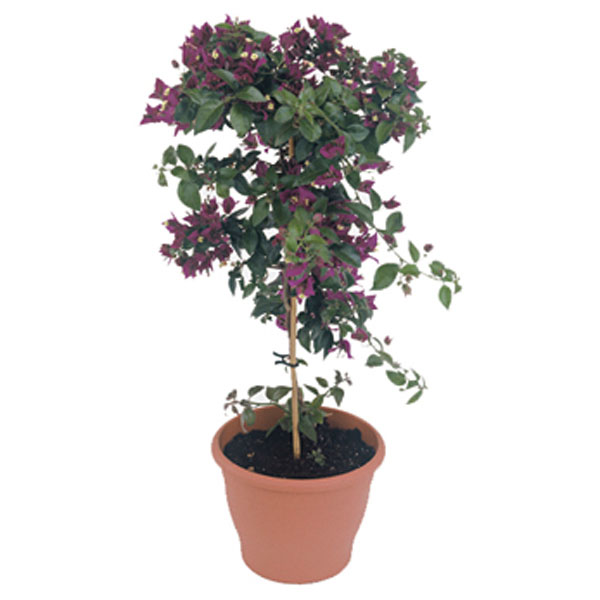 Bougainvillea Tree Indoors (Bougainvillea species)