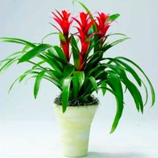 Bromeliad / Guzmania