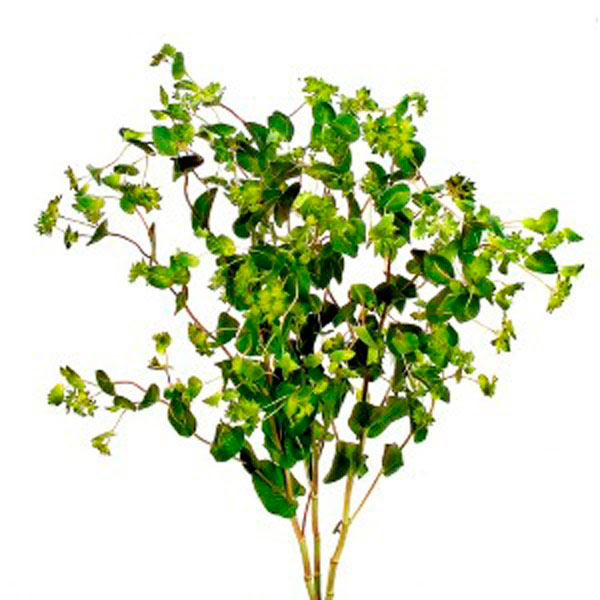 Bupleurum, Thorow-wax (Bupleurum species)