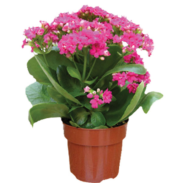 Kalanchoe Hybrid  Indoors (Kalanchoe hybrid)