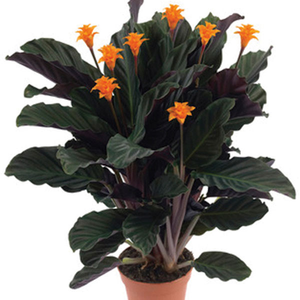 Eternal Flame (Calathea crocota)