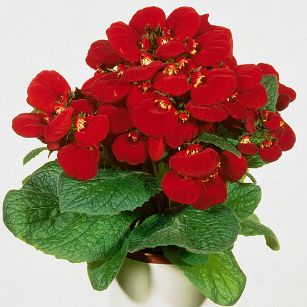 Calceolaria, Pouch Flower, Slipper Flower (Calceolaria Hybrid)