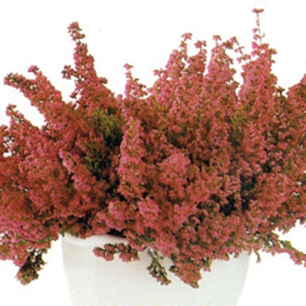 Heather Indoors (Erica species)