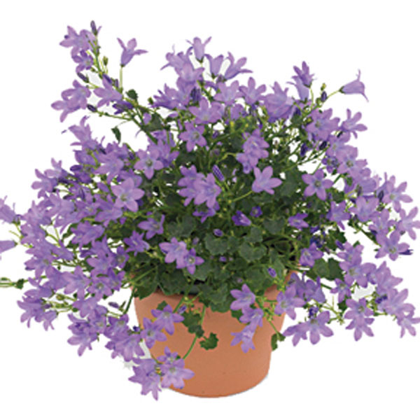 Bellflower Indoors (Campanula hybrid)