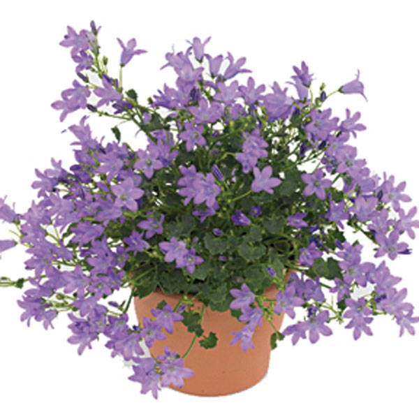 Bellflower Indoors (Campanula hybrid)