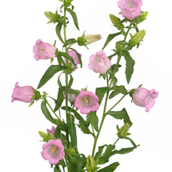 Bellflower (Campanula species)