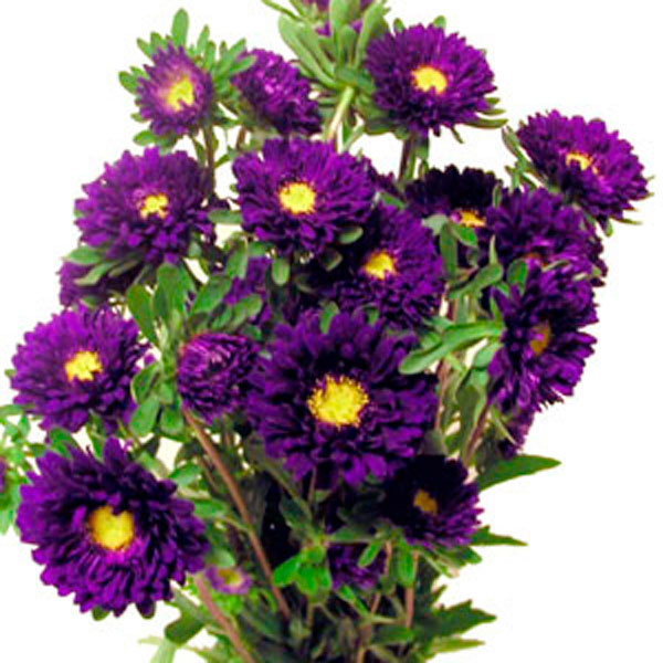 Aster (Matsumoto, Callistephus chinensis)