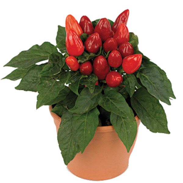 Ornamental Pepper Indoor (Capsicum annuum)