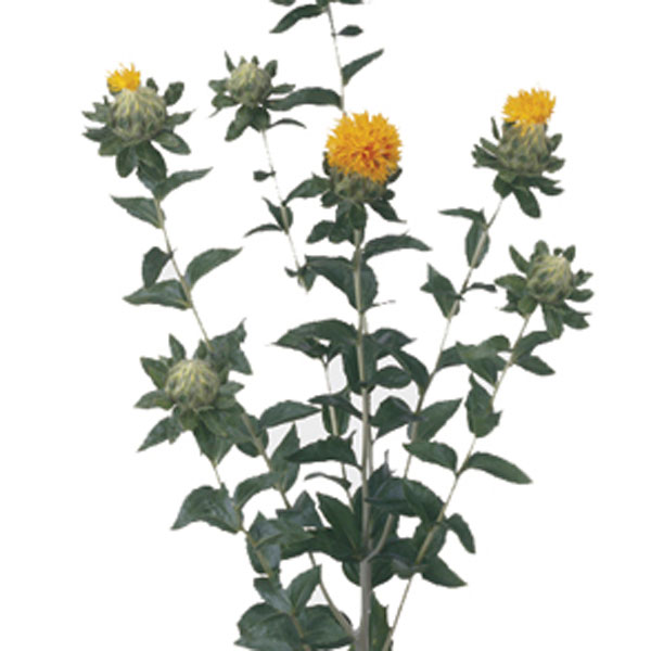 Carthamus, Safflower (Carthamus tinctorius)