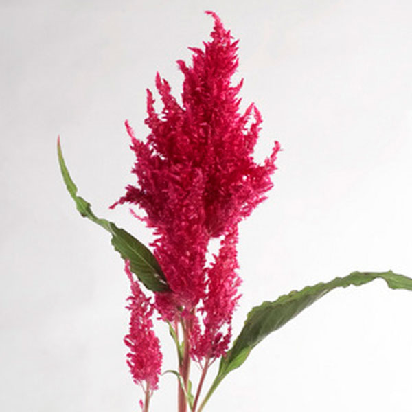 Celosia, Plume Flower, Cockscomb (Celosia species)