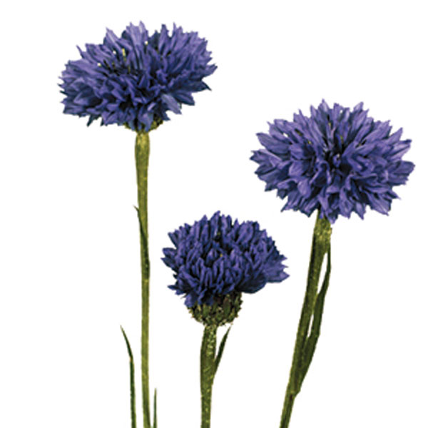 Cornflower, Bachelor’s Button (Centaurea cyanus)