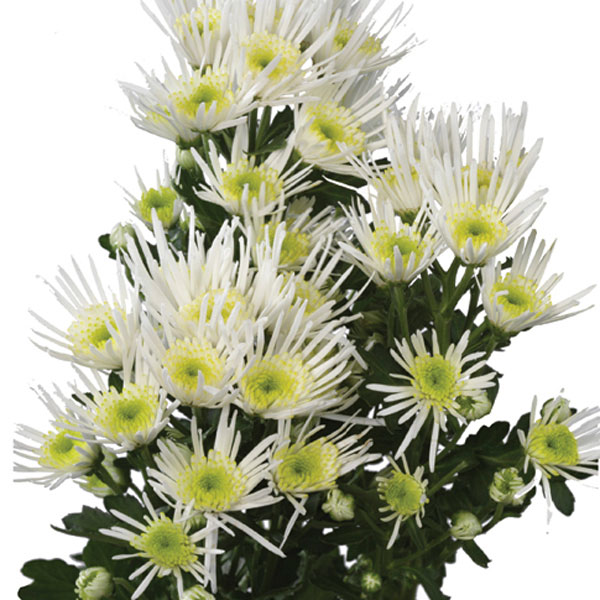 Spider Chrysanthemum, Mum (Chrysanthemum morifolium)