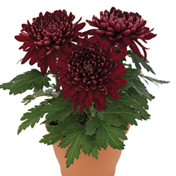 Pot Mum (Chrysanthemum morifolium)