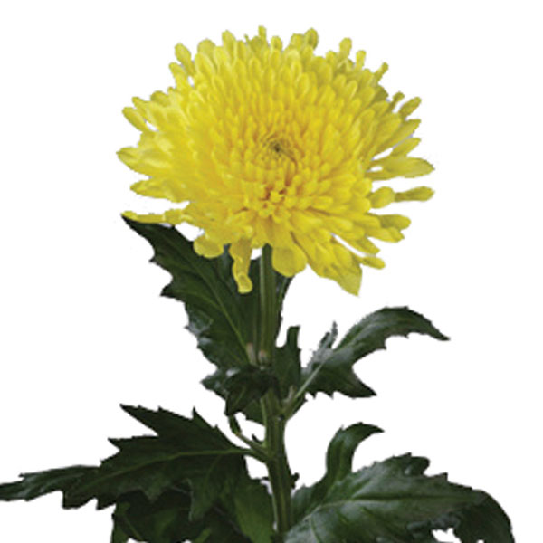 Chrysanthemum, Mum (Chrysanthemum morifolium)