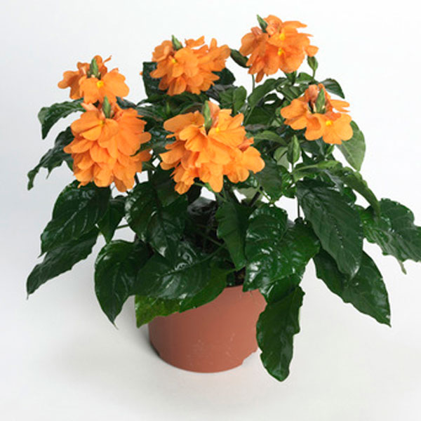 Crossandra, Firecracker Plant Indoors (Crossandra  infundibuliformis)