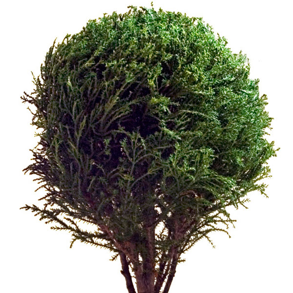 Cypress Ball (Cupressus species)