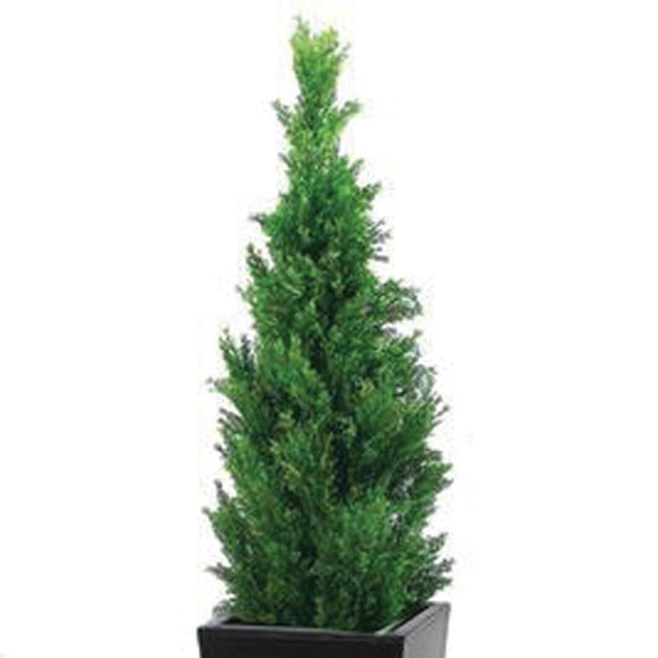 Cypress Indoors (Cupressus species)