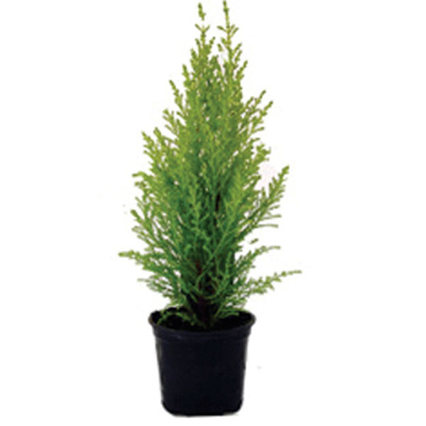 Cypress (Cupressus macrocarpa)