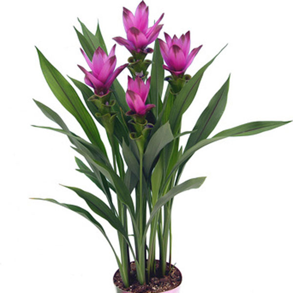 Siam Tulip (Curcuma alismatifolia)