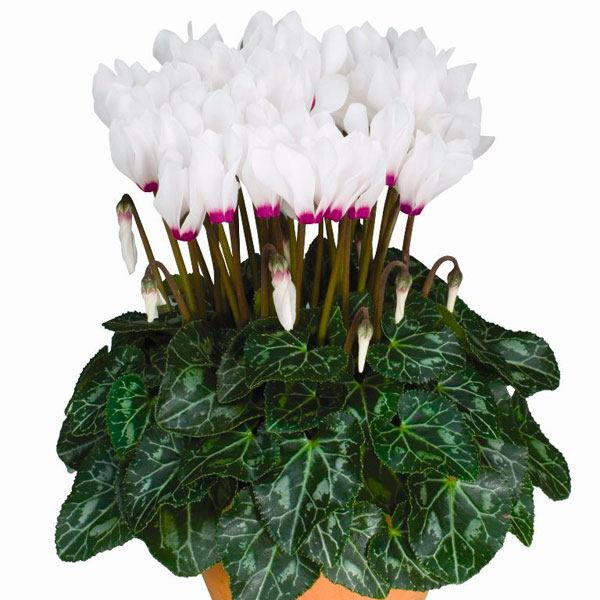 Cyclamen Indoors (Cyclamen persicum)