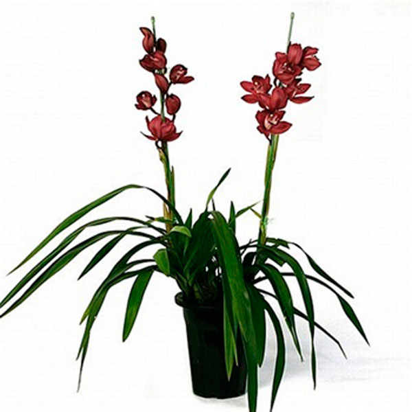 Miniature Cymbidium Orchids (Cymbidium species)