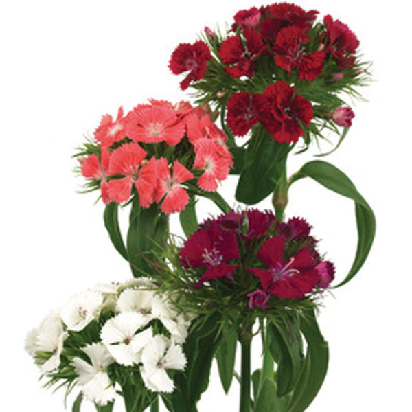 Sweet William (Dianthus barbatus)