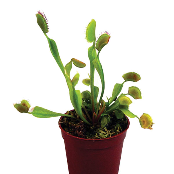 Venus Fly Trap (Dionaea muscipula)