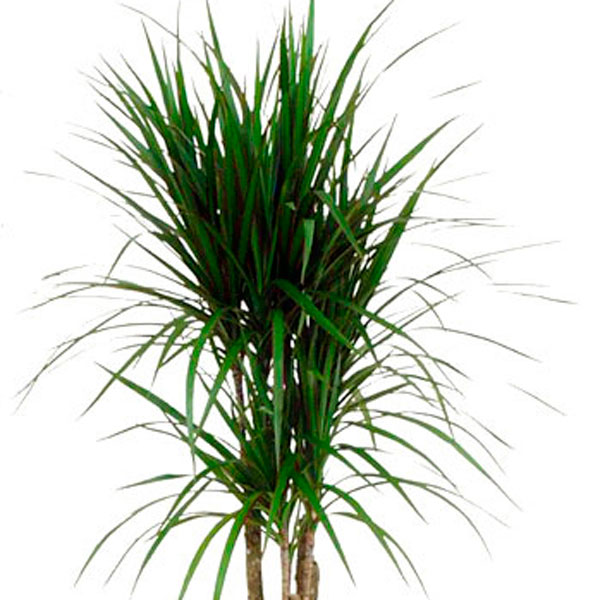 Dracaena, Spikes (Dracaena species)