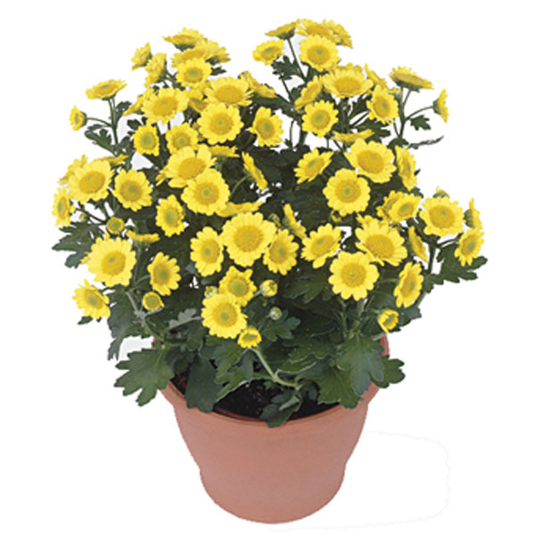 Fleurette Mum (Chrysanthemum hybrid)