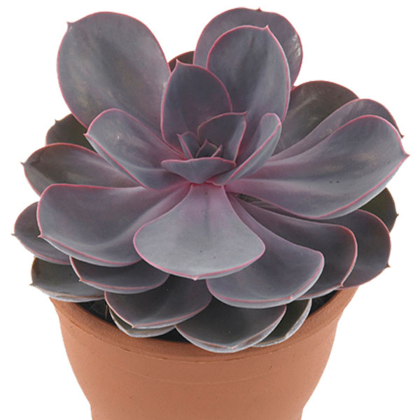 Echeveria Indoors (Echeveria )