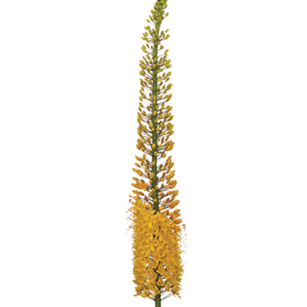 Eremurus (Foxtail Lily, Desert Candle)