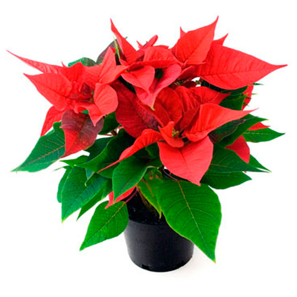 Poinsettia (Euphorbia pulcherrima)