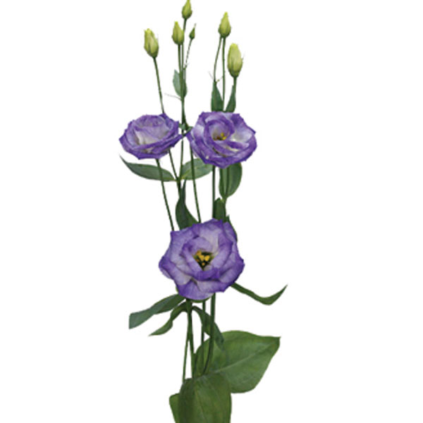 Lisianthus (Eustoma grandiflorum)