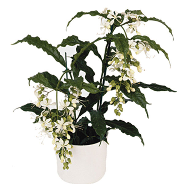 Bridal Veil, Nodding Clerodendrum (Clerodendrum wallichii)