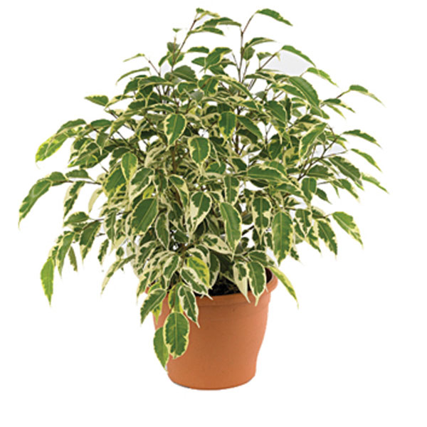 Weeping Fig (Ficus benjamina)