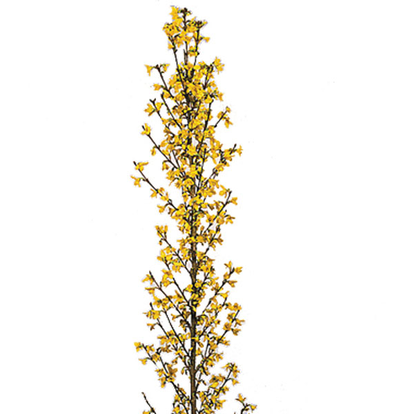 Forsythia (Forsythia species)