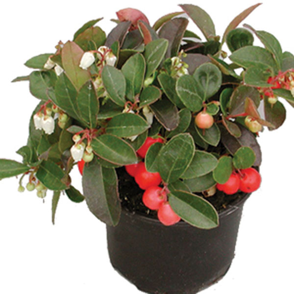 Wintergreen Plant Indoors (Gaultheria procumbens)