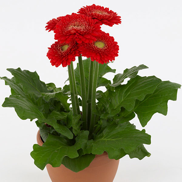 Gerbera Indoors (Gerbera jamesonii)