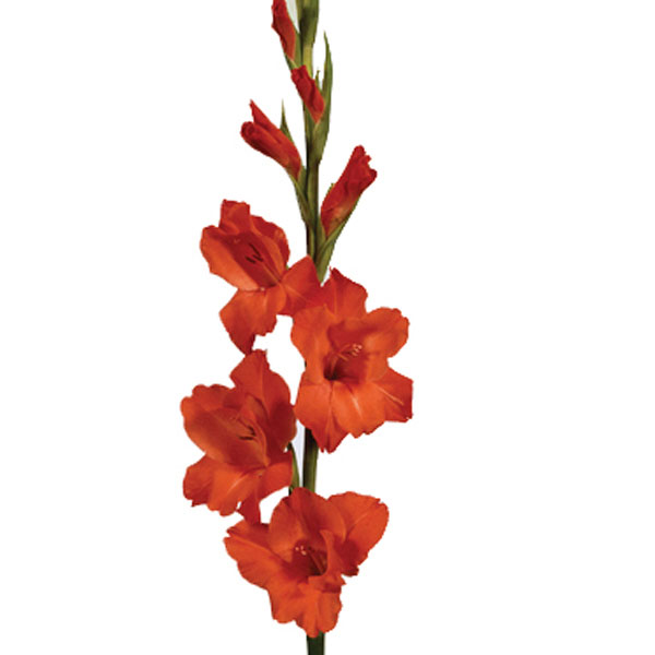 Gladiolus, Sword Lily (Gladiolus hybrid)